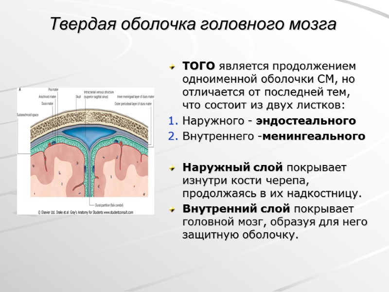 Твердая оболочка головного мозга ТОГО является продолжением одноименной оболочки СМ, но отличается от последней